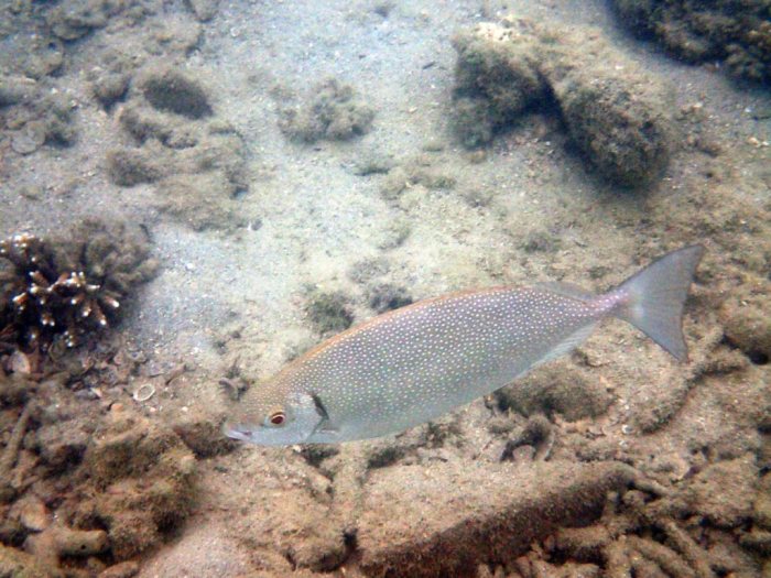 Siganus fuscescens