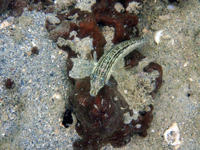 Parapercis australis