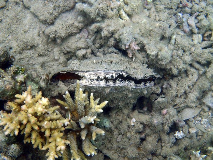 Mollusques