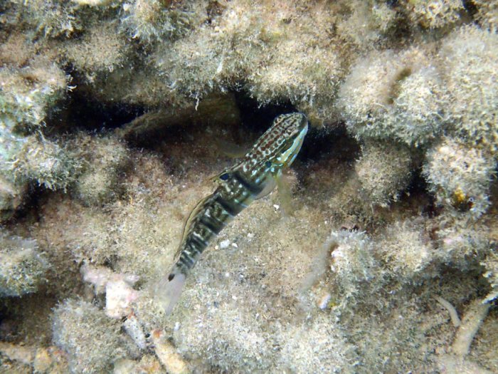 Amblygobius phalaena