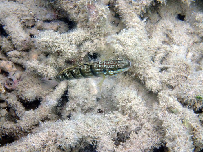 Amblygobius phalaena
