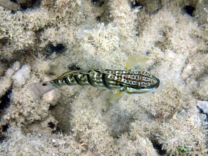 Amblygobius phalaena