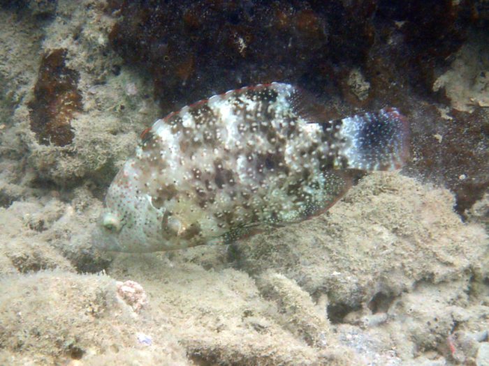 Cheilinus chlorourus
