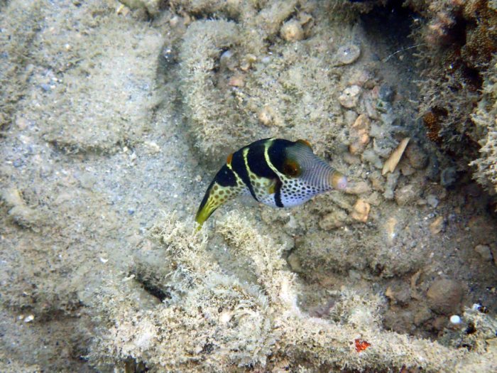 Canthigaster valentini