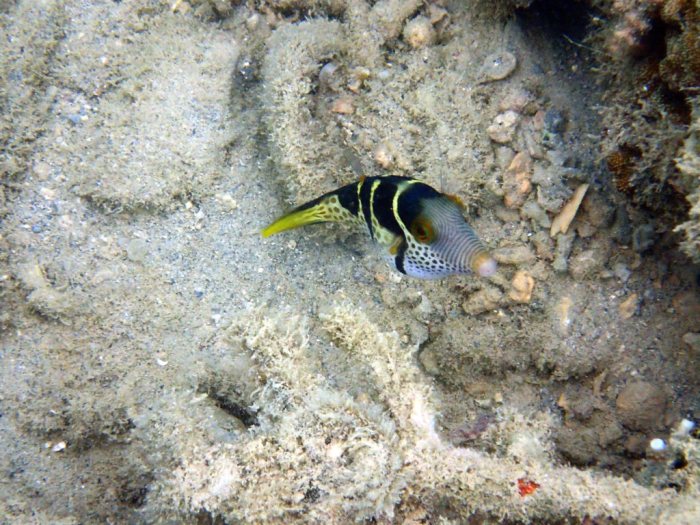 Canthigaster valentini