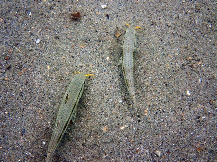 Upeneus tragula