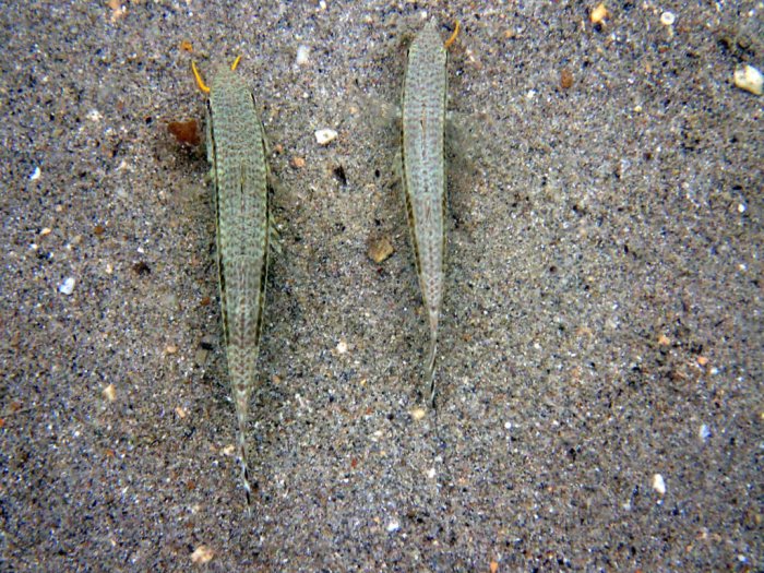 Upeneus tragula