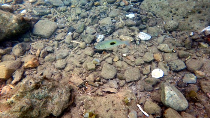 Lethrinus harak