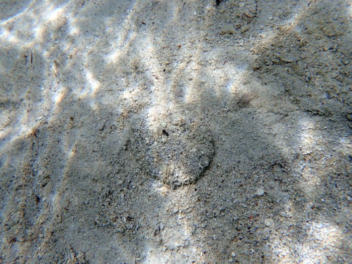Laganum depressum tonganense