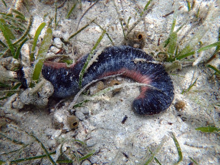 Holothuria (Halodeima) edulis