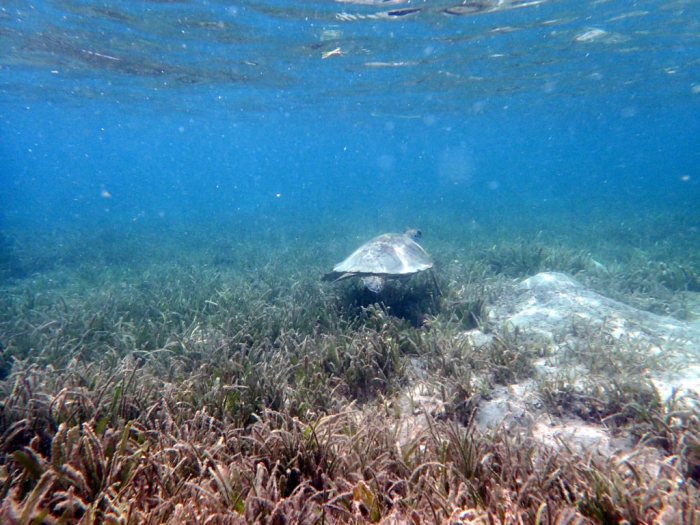 Chelonia mydas (tortue verte)
