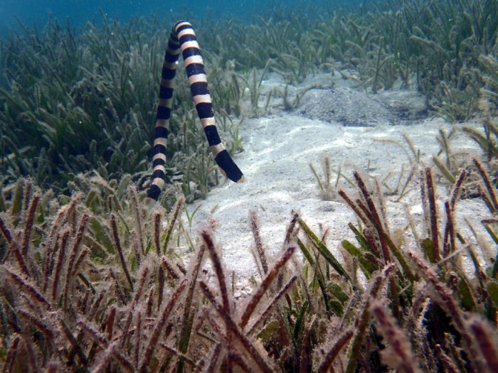 Tricot rayé