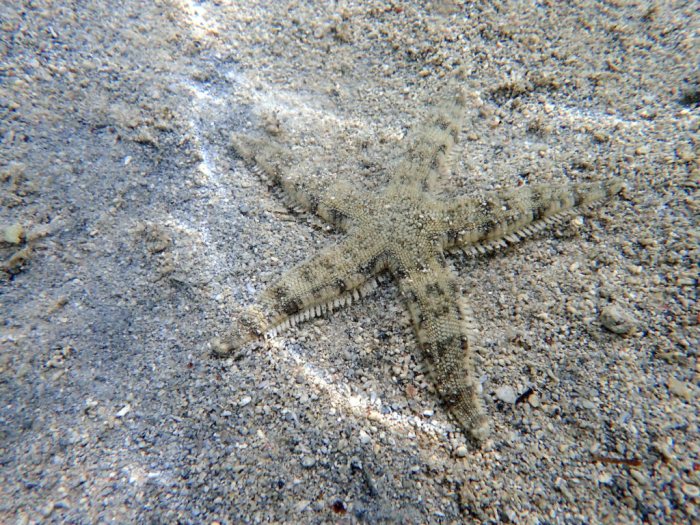 Archaster typicus