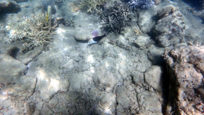 Hemigymnus melapterus