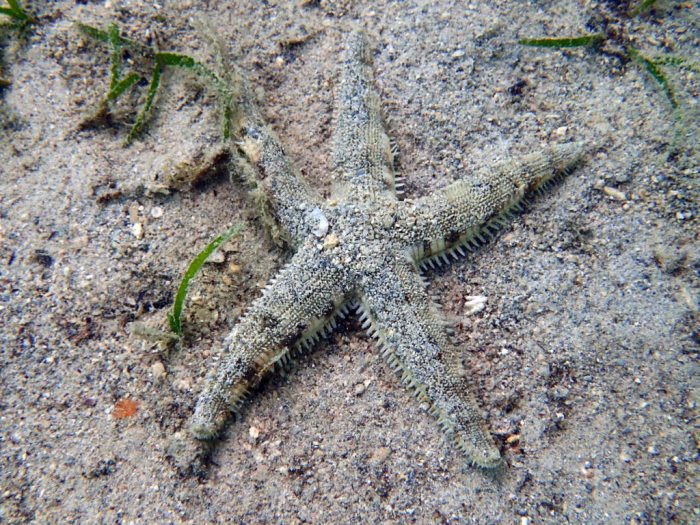 Archaster typicus