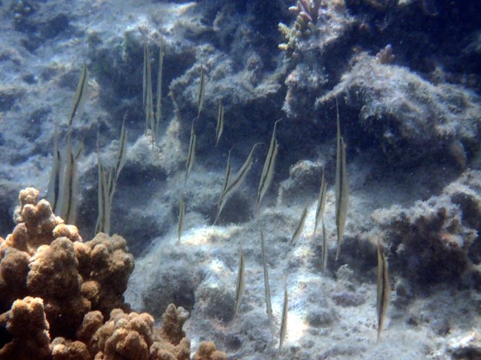 Aeoliscus strigatus