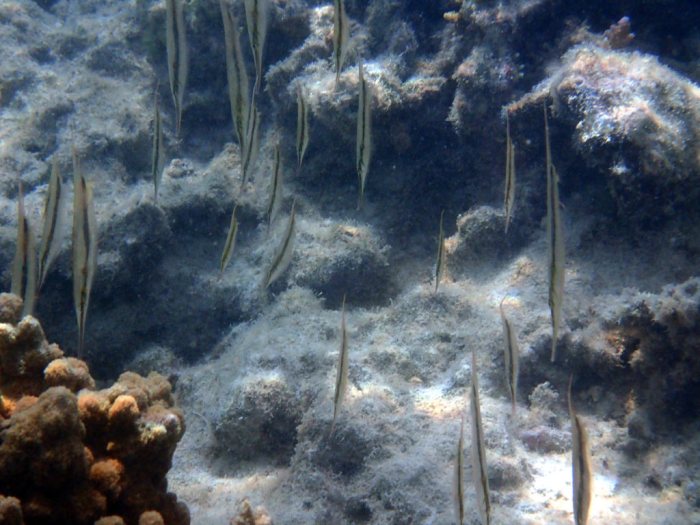Aeoliscus strigatus