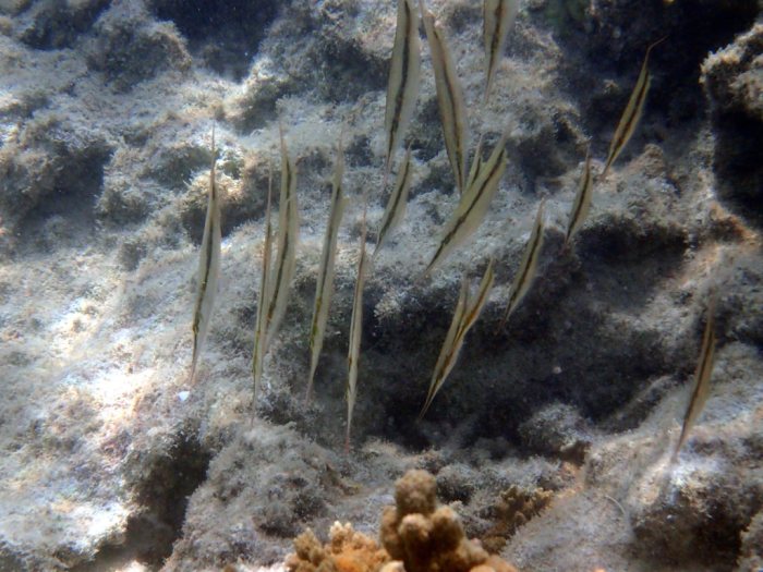Aeoliscus strigatus