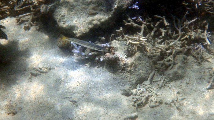 Sphyraena flavicauda