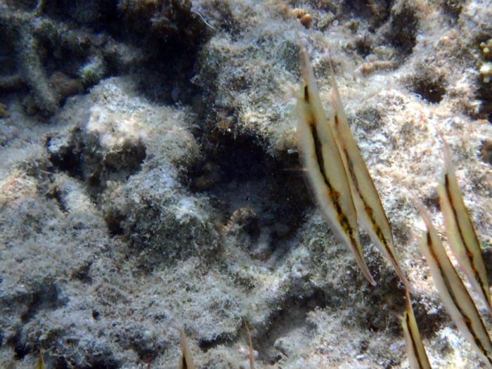 Aeoliscus strigatus