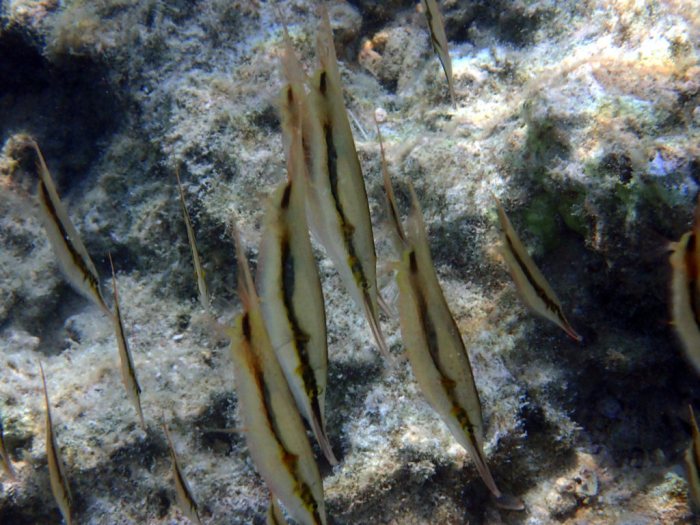 Aeoliscus strigatus