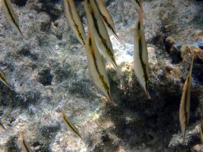 Aeoliscus strigatus