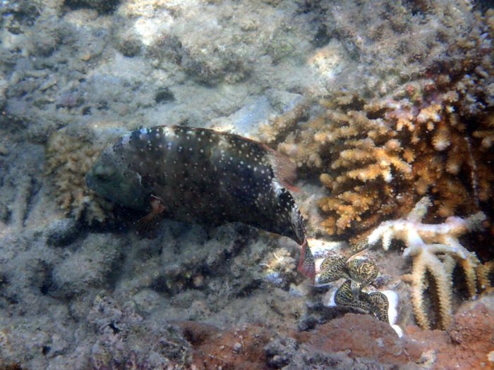 Cheilinus chlorourus