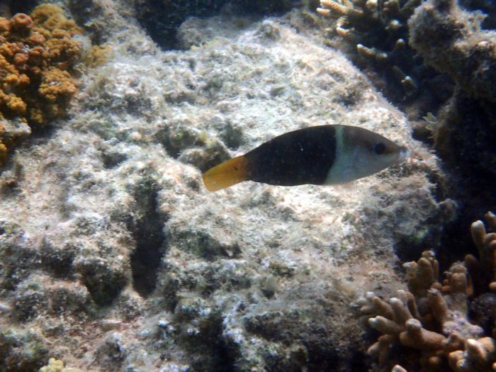 Hemigymnus melapterus