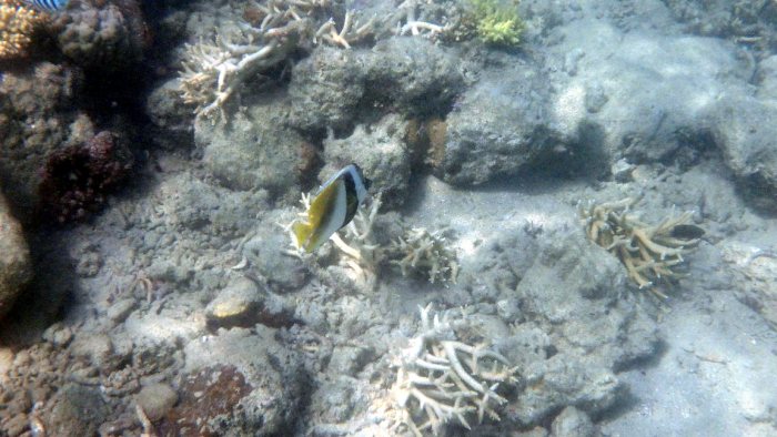 Heniochus monoceros