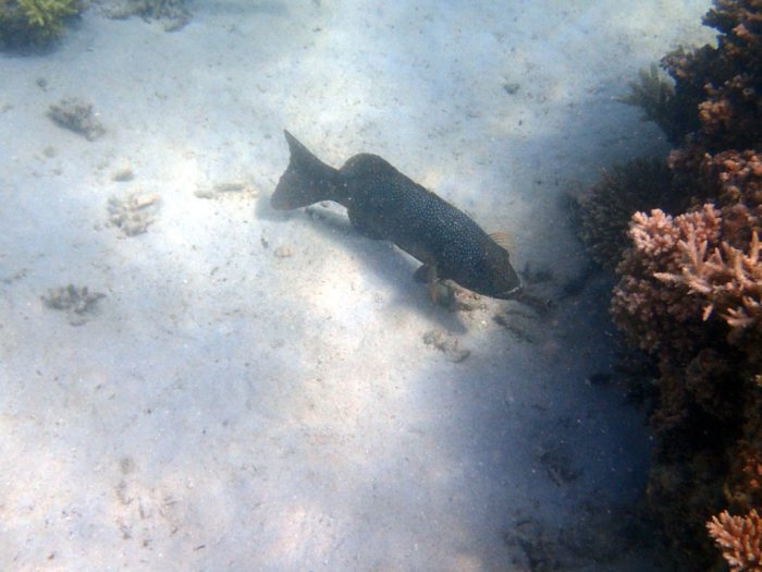 Plectropomus leopardus