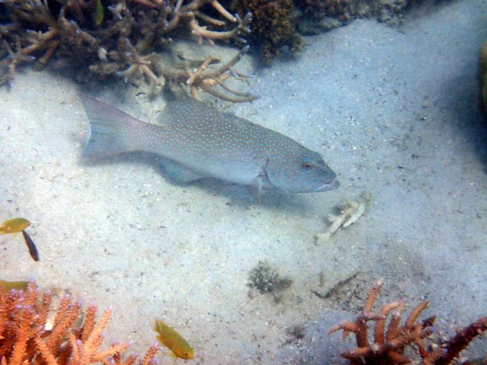Plectropomus leopardus