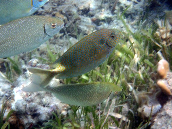 Siganus punctatus
