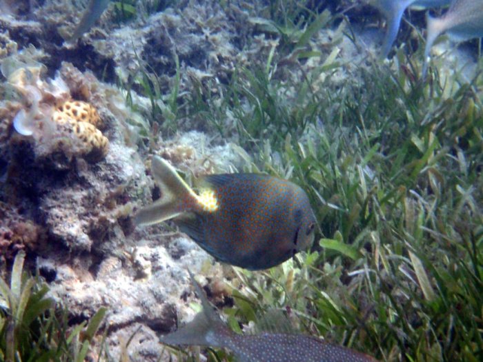 Siganus punctatus