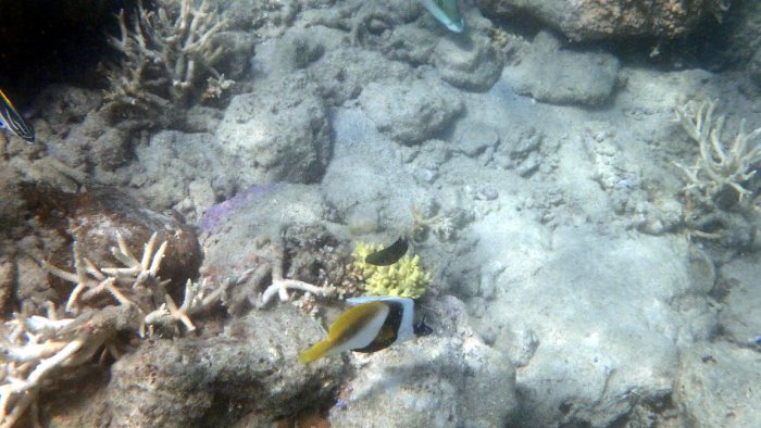 Heniochus monoceros