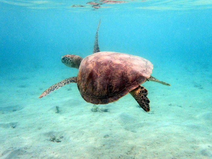 Chelonia mydas (tortue verte)