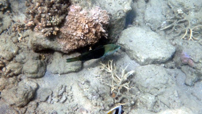 Hemigymnus melapterus