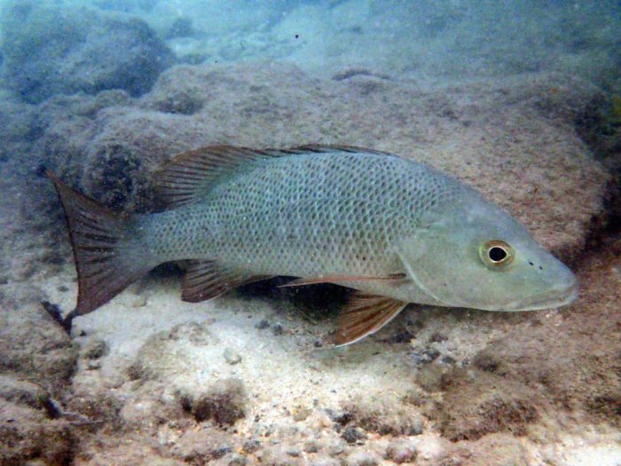 Lethrinus miniatus