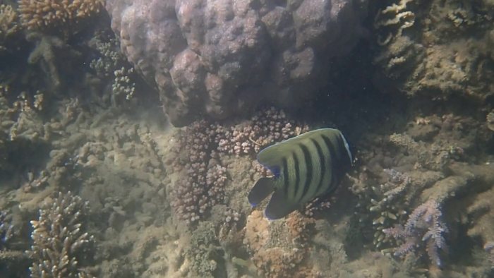Pomacanthus sexstriatus