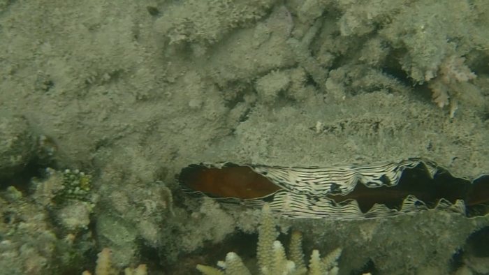 Athrina vexillum