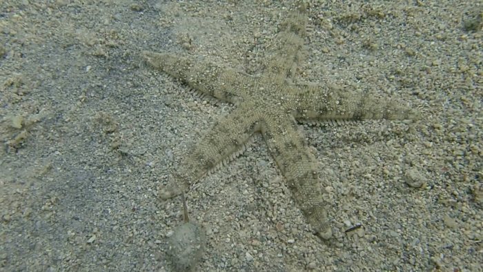 Archaster typicus