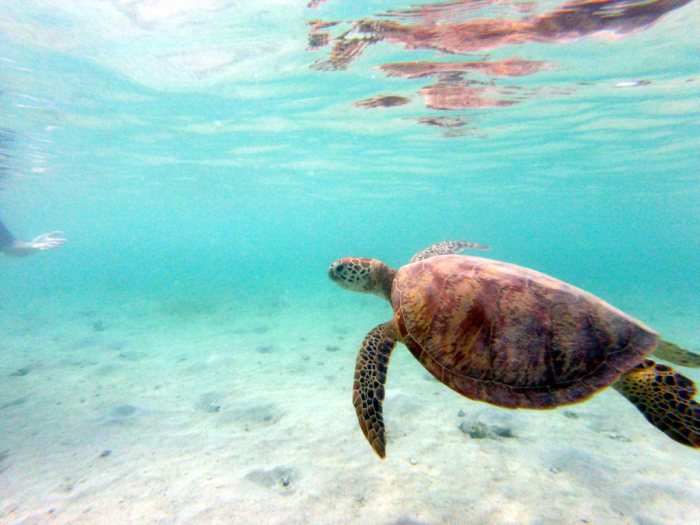 Chelonia mydas (tortue verte)