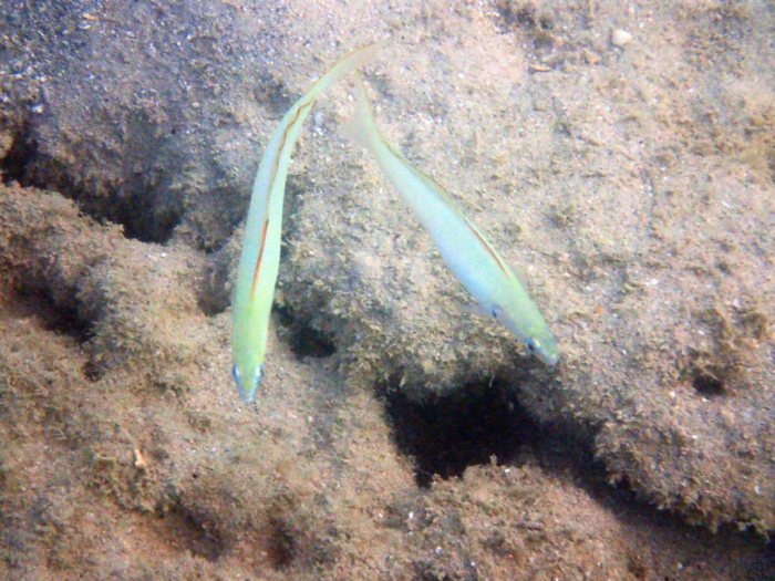 Ptereleotris microlepis