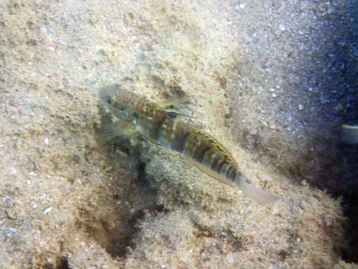 Amblygobius phalaena