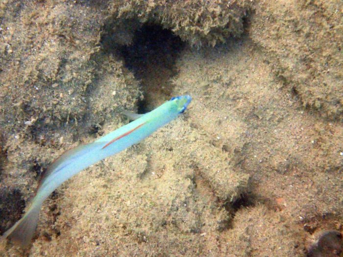 Ptereleotris microlepis