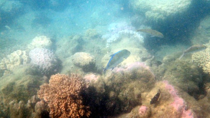 Caranx melampygus