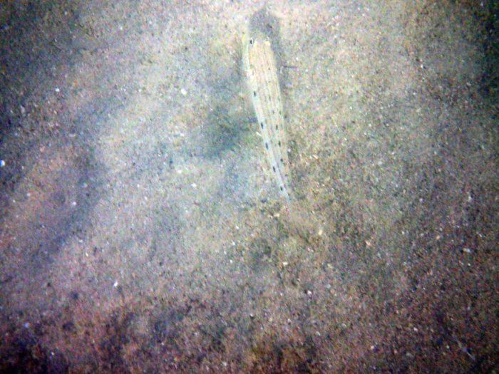 Valenciennea longipinnis