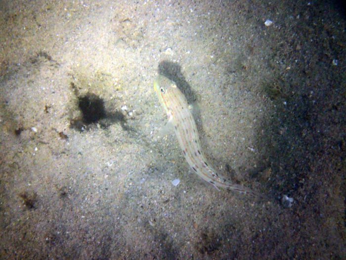 Valenciennea longipinnis