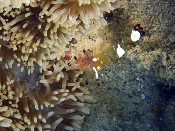 Periclimenes brevicarpalis