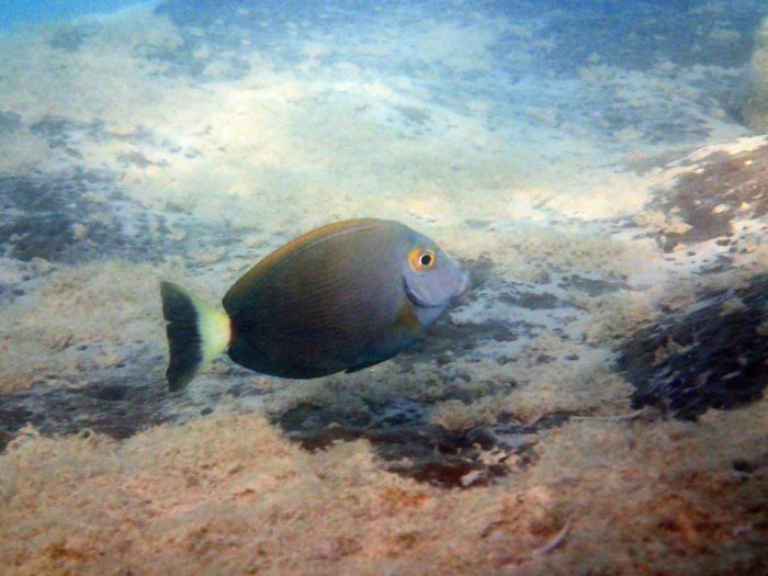 Acanthurus blochii