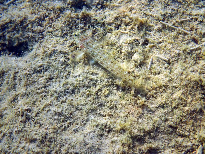 Istigobius decoratus